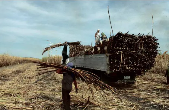  ?? WORKERS load sugarcane into a truck in Hacienda Luisita, the single biggest symbol of land reform’s failure to break down expansive plantation­s into productive farms owned by those who till them.
E.I. REYMOND T. OREJAS/INQUIRER CENTRAL LUZON ??