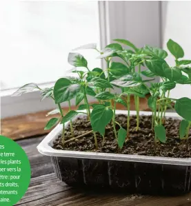  ??  ?? Une fois les semis sortis de terre et le dôme retiré, les plants risquent de courber vers la lumière de la fenêtre : pour obtenir des plants droits, tournez vos contenants chaque semaine.