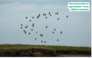  ??  ?? The teal were there in huge numbers – it was a flight to remember