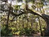  ?? ?? The hiking trail at Hontoon Island State Park in Volusia County passes through a palm and oak hammock on Jan. 31.