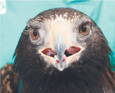  ?? Pictures: RICHARD GOSLING ?? Goose the young wedge-tailed eagle came off second best when he tangled with a goose on a northen NSW property and (below) Currumbin Wildlife Hospital vet Michael Pyne checks out the raptor’s injuries.