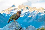  ?? ?? ‘A superintel­ligent inhabitant of this snowy place’: the Kea parrot lives only in the Southern Alps