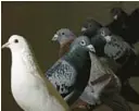  ?? FILE ?? A flock of injured and recovering pigeons rest in a cage at the Great Lakes Pigeon Rescue rehabilita­tion center Feb. 6 in Maple Park, Ill.