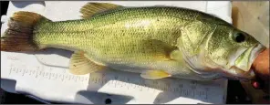  ?? Arkansas Democrat-Gazette/BRYAN HENDRICKS ?? The author’s biggest bass of the day was about 20 inches long, and it hit a YUM Craw Papi in the hottest part of the day.