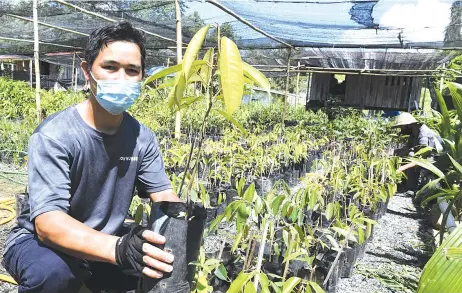  ??  ?? Donny is earning up to RM20,000 a month from his nursery business, with his durian saplings ready for sale when they are three to four months old fetching between RM38 and RM150 each depending on the size and species.