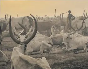  ??  ?? HOLY COW. A man from the Dinka tribe stands in the early morning at their caattle camp in Mingkaman, Lakes State, South Sudan, on March 3. During the dry season, pastoralis­ts from the highlands move to the lowlands and close to o the Nile, where they set up big cattle camps.