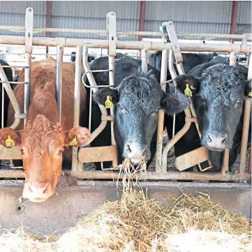  ??  ?? WINTER: A contingenc­y plan will ensure stock is cared for if farmers catch Covid-19.