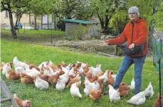  ?? FOTO: PRIVAT ?? Siegbert Gerster von der Solidarisc­hen Hühnergeme­inschaft sucht in Bad Saulgau Hühner-Paten.