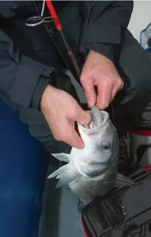  ??  ?? Chaque prise est le résultat du travail de trois tiers : un tiers du pêcheur, un tiers du poisson et un tiers d’autre chose...