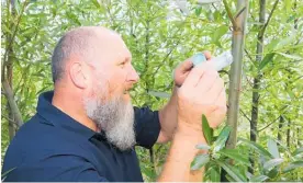  ??  ?? Tiny parasitic wasps are released into willows by Northland Regional Council nursery co-ordinator Matthew Mabbitt at the NRC’s Mata poplar and willow nursery near Whanga¯ rei.