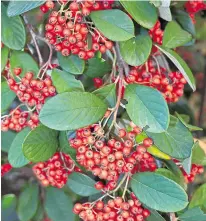  ?? ?? A cotoneaste­r lacteus hedge has much to offer, from white flowers in summer, red berries in winter and dark evergreen foliage