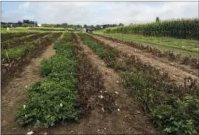  ?? NICOLAS CHAMPOURET — J.R. SIMPLOT COMPANY VIA AP ?? Geneticall­y engineered potatoes at the Michigan State University field in East Lansing, Mich., survived after being infected with late blight disease, which led to the Irish potato famine.