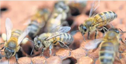  ?? Picture: Getty Images. ?? Bees pollinate our crops, but now their existence could be under threat, say experts.