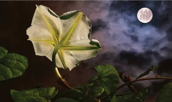  ?? Shuttersto­ck ?? A moon garden is an outdoor feature that homeowners build to be able to experience the beauty of their flowers and landscapin­g at night.