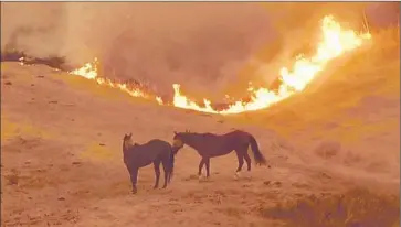  ?? KGO-TV ?? DOZENS OF residents in Cold Canyon, Mix Canyon and Quail Ridge were ordered to evacuate as the Wragg fire near Lake Berryessa spread. The remote area has several large properties that house horses and cattle.