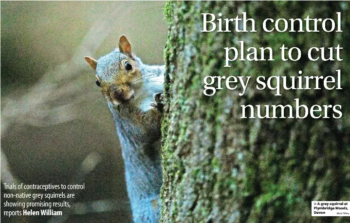 Birth control plan to cut grey squirrel numbers - PressReader