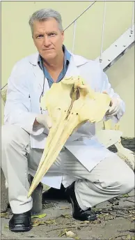  ?? Picture: SUPPLIED ?? SEA TREASURE: East London principal scientist Kevin Cole with an important and valuable find for the museum – the skull of a whale that washed up at Winterstra­nd last October. He has now positively identified it as a rare deep sea species about which...