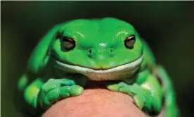  ?? Photograph: David Gray/Reuters ?? The green tree frog seems hardest hit in this event, the often apple-green and plump frogs turning brown and shrivelled.