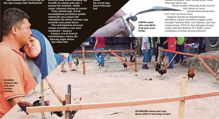  ??  ?? KELUARGA Muhamad Alias tidak dapat menahan kesedihan. CONTOH senjata tajam yang diletak di taji ayam untuk berlaga. GELANGGANG sabung ayam yang diserbu STAGG di Taman Bayu Perdana.