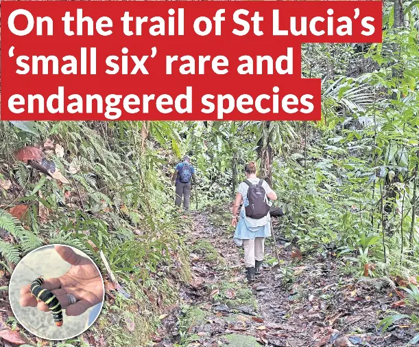 On the trail of St Lucia’s ‘small six’ rare and endangered species ...