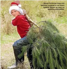  ??  ?? Spent Christmas trees can become compost or an insect habitat. Below: go easy on watering poinsettia­s.