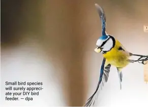  ?? ?? small bird species will surely appreciate your dIy bird feeder. — dpa