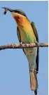  ??  ?? Blue Tailed Bee Eater