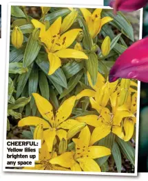  ?? ?? CHEERFUL: Yellow lilies brighten up any space