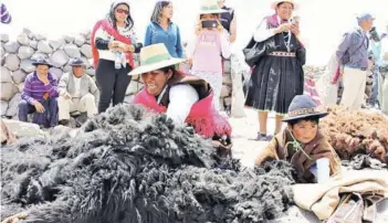  ??  ?? ► Habitantes de la precordill­era esquilan a una llama.