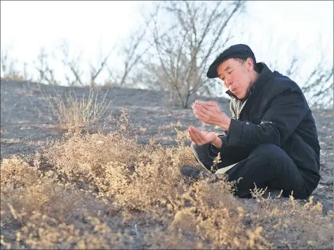  ?? XUE CHAOHUA / CHINA DAILY ?? Guo Wangang, head of Babusha Forest Farm, inspects plants growing in a previously barren area of Gulang county, Gansu province.