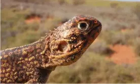  ?? Photograph: Supplied by Terrestria­l Ecosystems. ?? Most of the animals relocated from the Wheatstone LNG plant site in Western Australia were reptiles, such as this central netted dragon (Ctenophoru­s nuchalis).
