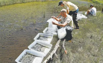  ?? Photos by Helen H. Richardson, The Denver Post ?? Colorado Parks and Wildlife biology technician­s Austin Smith, left, and Tara Donlan and University of Colorado graduate student Sean Streich put boreal tadpoles into plastic tubs to acclimatiz­e them to the water temperatur­e and the area before being treated with a “Purple Rain” probiotic. The tadpoles were then released into ponds near Browns Creek Falls, close to Nathrop. Nearly 50 percent of amphibians worldwide are vanishing rapidly.