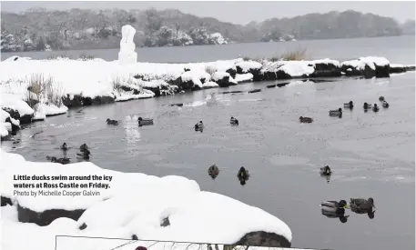  ?? Photo by Michelle Cooper Galvin ?? Little ducks swim around the icy waters at Ross Castle on Friday.