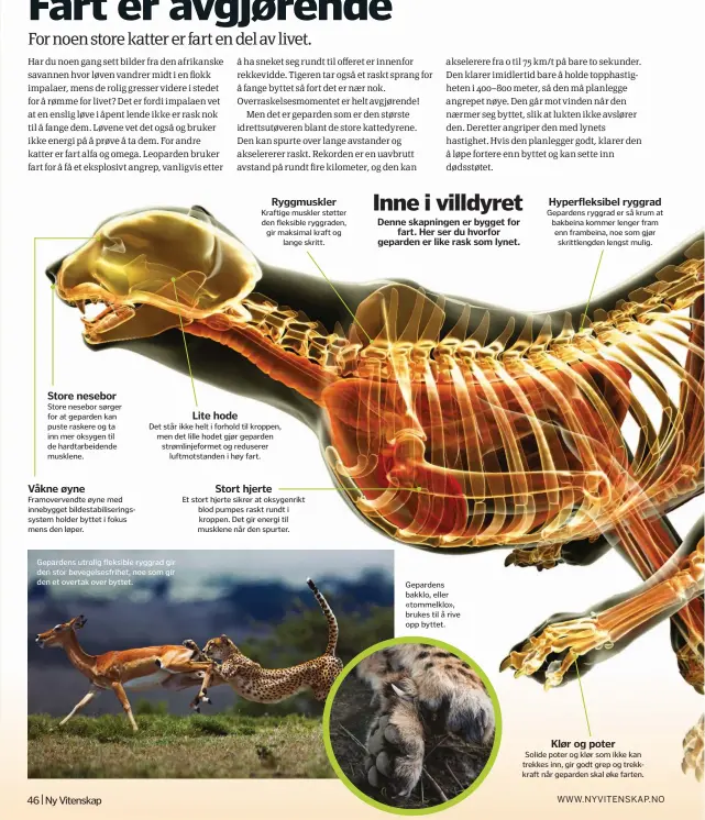 ??  ?? Store nesebor Store nesebor sørger for at geparden kan puste raskere og ta inn mer oksygen til de hardtarbei­dende musklene.
Våkne øyne Framoverve­ndte øyne med innebygget bildestabi­liseringss­ystem holder byttet i fokus mens den løper.
Ryggmuskle­r...