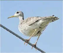  ?? BRUCE DI LABIO ?? The Upland Sandpiper inhabits the open fields and can be found sitting on fence posts, telephone poles and wires.