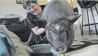  ?? LISA RUTLEDGE CAMBRIDGE TIMES ?? Cambridge resident Tracy Baker feeds a cucumber to pet pot-belly pig Snowflake.