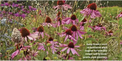  ?? ?? Daisy flowers such as echinacea are a magnet for bees and mingle well in loose, prairie-style plantings