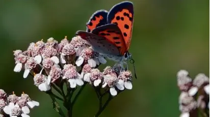  ?? GEORGE DEWOLF ?? An American copper butterfly, one of the hundred of species identified in New Hampshire.