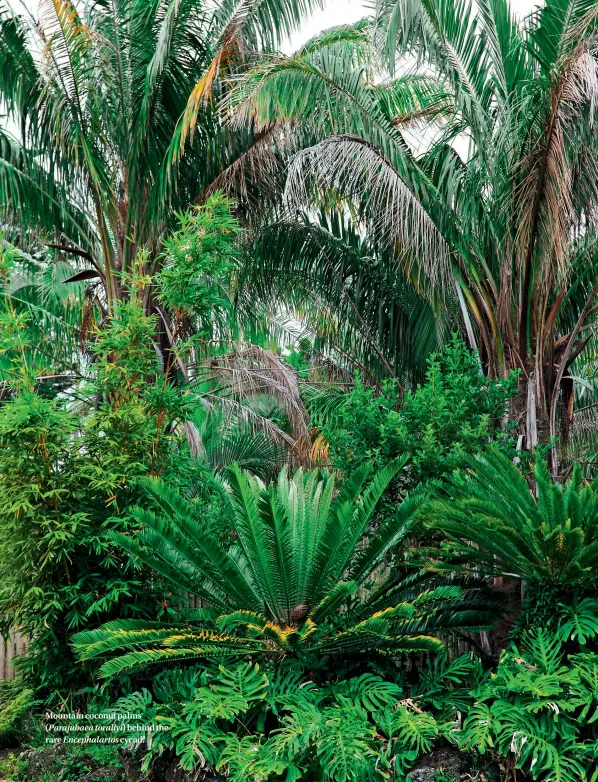  ??  ?? Mountain coconut palms ( Parajubaea torallyi) behind the rare Encephalar­tos cycad.