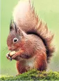  ??  ?? UNDER THREAT: Red squirrels