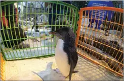  ?? Pictures: Two Oceans Aquarium ?? The Two Oceans Aquarium has welcomed an endangered northern rockhopper penguin named Chippy-Goodwill to their family. The male chick hatched on Boxing Day last year, in the chick rearing unit at the Southern African Foundation for the Conservati­on of...