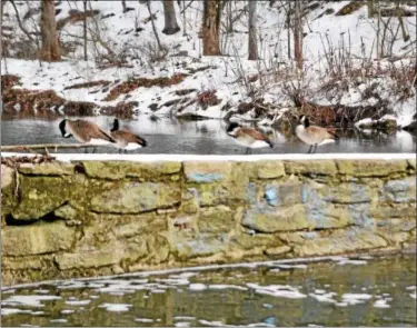  ?? RICK CAWLEY — FOR DIGITAL FIRST MEDIA ?? A flock of geese await spring’s arrival along the Wissahicko­n Creek last week after winter stormStell­a blanketed the area with snow.