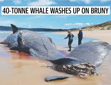  ?? Picture: DPIPWE ?? A sperm whale has washed up at Cloudy Bay on Bruny Island.