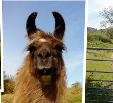  ??  ?? Look at me! Each one of Caroline’s llamas has a different personalit­y. ‘It’s hard not to love them,’ she says