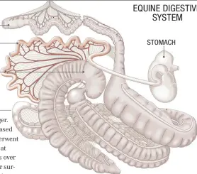  ??  ?? SMALL COLON
SMALL INTESTINE
CECUM STOMACH EQUINE DIGESTIVE SYSTEM