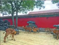  ?? PHOTOS BY WANG KAIHAO / CHINA DAILY ?? were recently ushered into the Cining Gong Garden as part of an exhibition on deer-related cultural relics, which opened at the Palace Museum in Beijing.