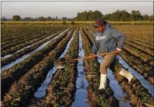  ?? REBECCA BLACKWELL — THE ASSOCIATED PRESS ?? A farm worker irrigates black bean plants with wastewater near Tepatepec, Hidalgo state, Mexico.