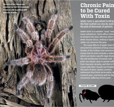  ??  ?? The toxin of the Chilean rose tarantula can halt the breakdown of muscle cells in patients with muscular atrophy.