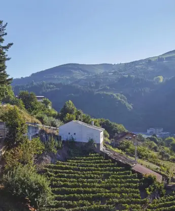  ??  ?? Above: VidAs winery in Cangas, Asturias – a region better known for cider than wine