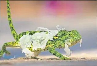  ??  ?? A flap-necked chameleon edges across sandy plains, its skin peeling off, attracting attention from predators